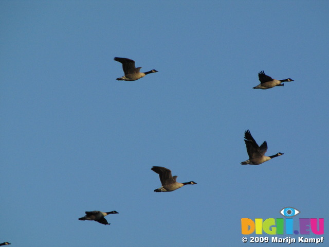 SX09754 Canada Geese (Branta canadensis) flying in V formation in morning sun
